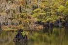 Bald Cypress tree draped in Spanish moss with fall colors Caddo Lake State Park-Uncertain-Texas Art Print